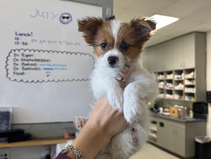 Puppy & Kitten Care 
